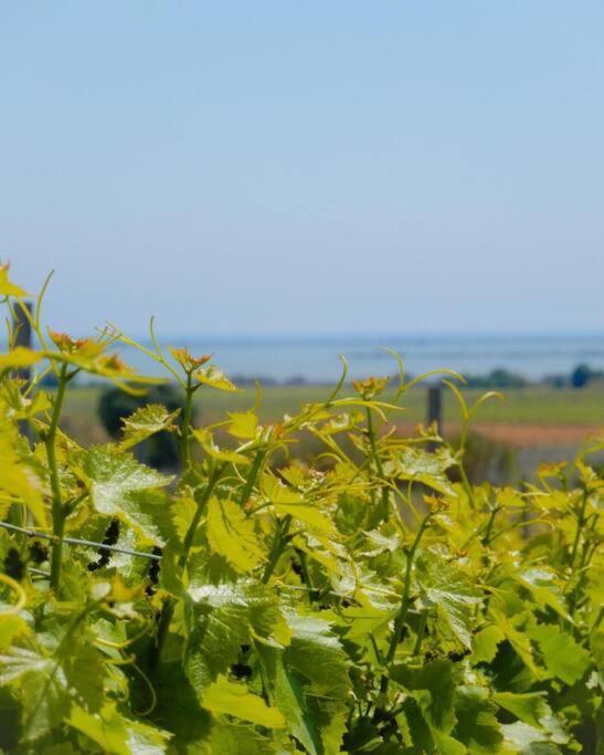 La Maison Des Vendangeurs Canet-en-Roussillon Ngoại thất bức ảnh